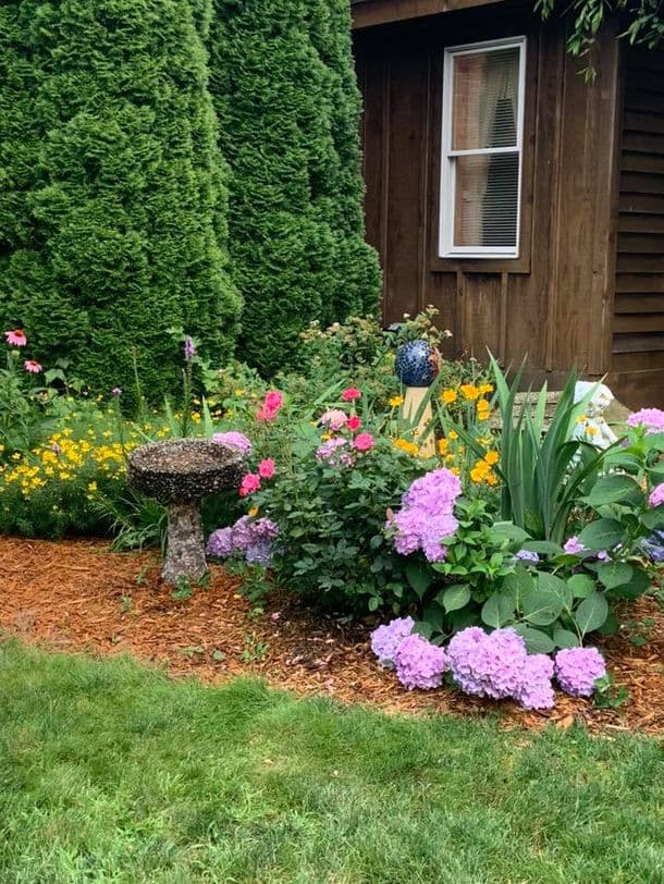 A lush garden with colorful flowers, a stone birdbath, and tall evergreen shrubs beside a wooden house.