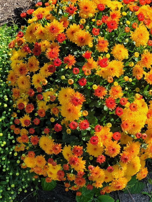 A vibrant cluster of yellow and red flowers in full bloom.